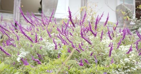 Vibrant purple flowering shrubs against white wall