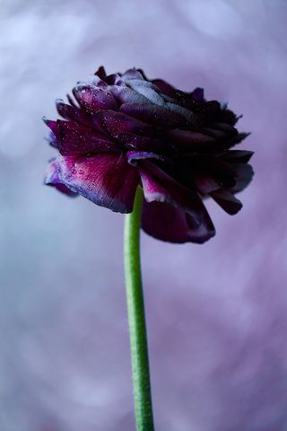 Close-up Dark Purple Ranunculus with Dew Drops on Soft Lavender Bokeh Background
