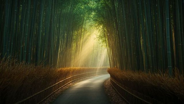 Serene pathway through dense bamboo grove in tranquil forest