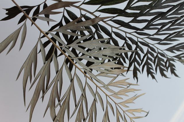 Abstract Close-Up of Fern Leaves Against White Background - Download Free Stock Images Pikwizard.com