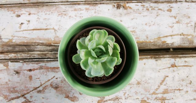A potted succulent plant sits centered on a rustic wooden background, with copy space. Its green leaves provide a natural contrast to the weathered wood, ideal for themes of growth and simplicity.