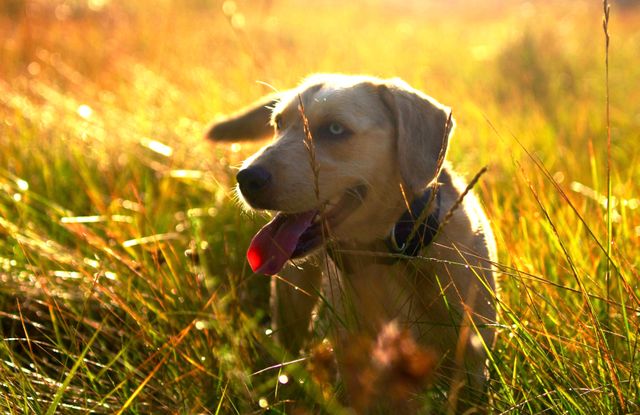 Golden Dog Enjoying Sunset in Tall Grass Field - Download Free Stock Photos Pikwizard.com
