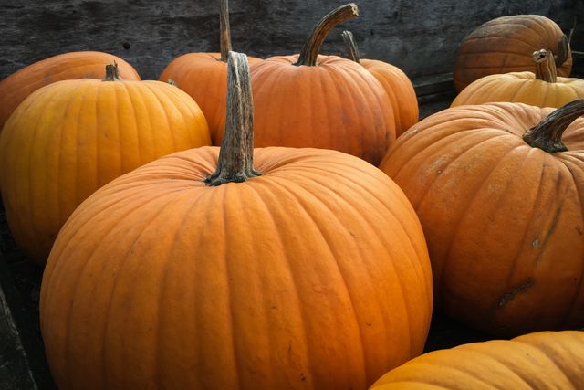 Close-up of large orange pumpkins grouped together, ideal for autumn and harvest-themed promotional material. Perfect for illustrating farming, agriculture, or seasonal vegetable content. Can be used for advertisements, blogs, websites, and social media posts related to fall, Halloween, or Thanksgiving.
