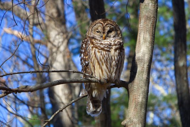Barred Owl Sitting on Tree Branch in Forest - Download Free Stock Photos Pikwizard.com