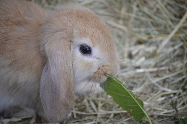 This image depicts an adorable brown rabbit eating a green leaf while sitting on a bed of hay in a natural setting. It can be used in blogs, articles, or websites focused on pets, wildlife, nature, or animal behavior. Perfect for educational materials, pet care leaflets, or social media posts celebrating the beauty and cuteness of animals.