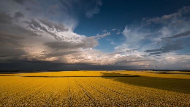 Golden crop field beneath dramatic stormy sky