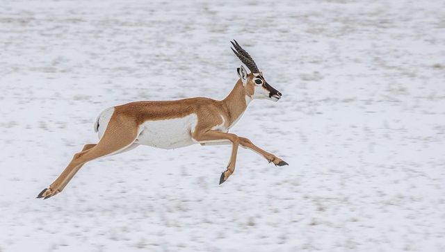 Leaping springbok in mid-air across snow plain with curved horns and bold face markings