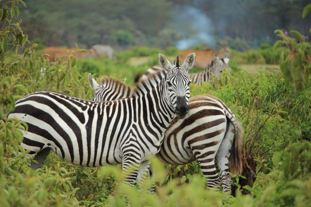 Zebras standing and grazing in a vibrant forested area with lush vegetation. Ideal for use in nature magazines, wildlife documentaries, safari tourism ads, educational materials, and as decorative wall art.