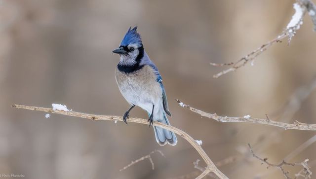 Blue jay perching on snow-dusted branch showing crest and black throat band
