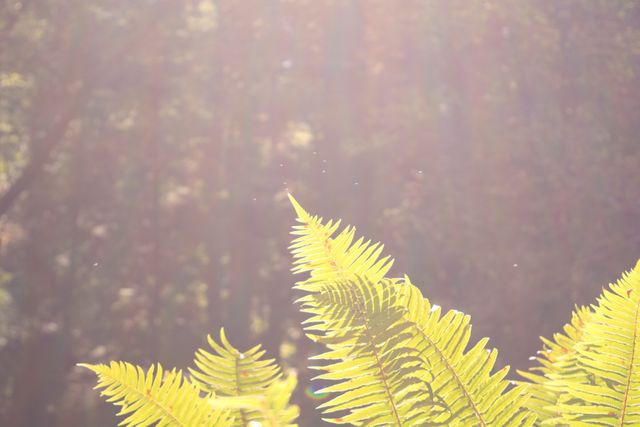 Sunlight filtering through green fern leaves in a peaceful forest. Ideal for nature, environmental, or sustainability themes. Suitable for wallpapers, websites, and blogs focusing on tranquility and outdoor scenes.