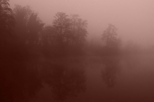 Foggy Landscape with Bare Trees and Reflective Water at Twilight - Download Free Stock Photos Pikwizard.com