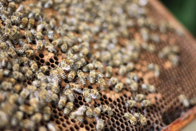 Close-up view of bees working on a honeycomb within beehive. Ideal for articles about beekeeping, nature, agriculture, and honey production. Useful for educational materials on bee colonies, pollination, and sustainable practices in apiculture.