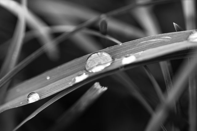 Black and White Macro of Water Droplets on Grass Blade - Download Free Stock Images Pikwizard.com
