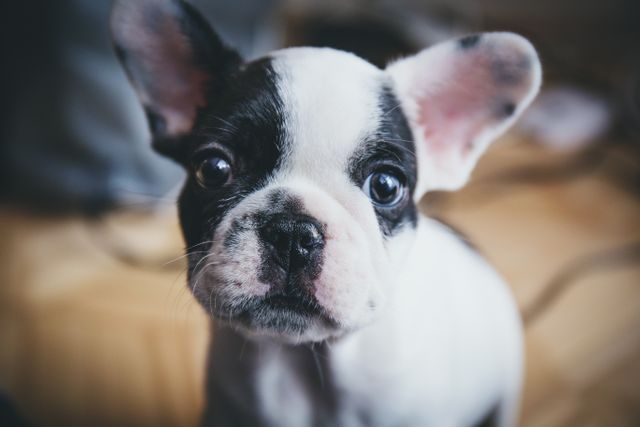 Close-up of a young French Bulldog puppy gazing at the camera with a curious expression. Ideal for campaigns relating to pet adoption, pet care products, dog food, veterinary services, or animal welfare promotions.