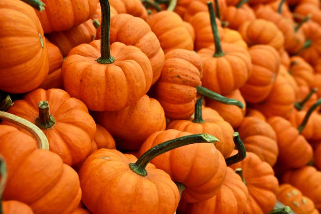 Pile of Small Orange Pumpkins for Autumn Harvest - Download Free Stock Photos Pikwizard.com