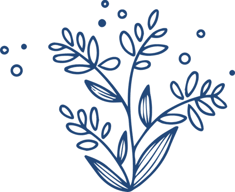 Minimalist botanical sprig illustration on transparent background