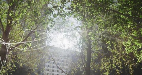 Sunlight Piercing Urban Courtyard Tree Canopy with Lens Flare and Dotted Light Trails