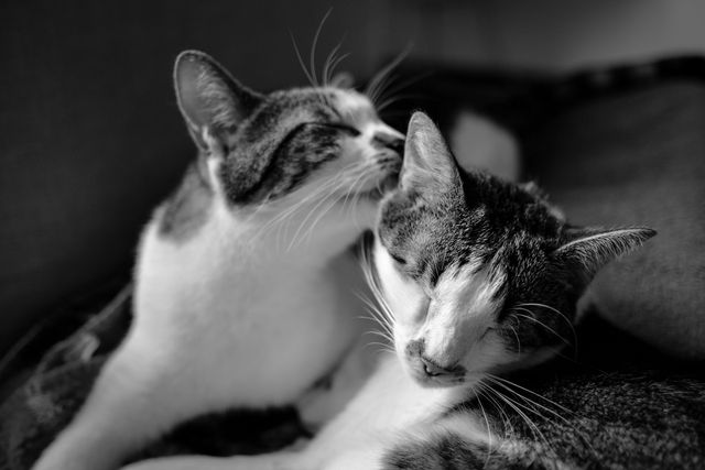 Two cats are shown cuddling and grooming each other, expressing affection. This black and white photo captures a tender moment of companionship between the pets. Ideal for use in articles or advertisements related to pet care, cat behavior, animal companionship, or as an evocative piece to connect emotionally with audiences through social media and marketing materials.