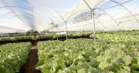 Hydroponic Greenhouse with Lush Lettuce Cultivation