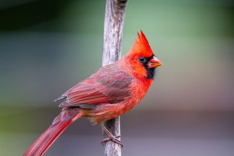 Red bird vibrant northern cardinal perched on branch