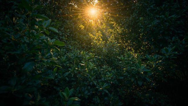 Sunlight Beaming Through Lush Green Shrub Canopy