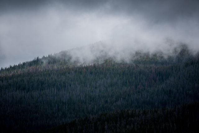 This captivating image captures a misty mountain covered with a dense pine forest on a cloudy day. Ideal for nature and adventure blogs, travel magazines, or as a calming background for meditation apps. Perfect for illustrating concepts related to wilderness explorations, serenity, and the beauty of untouched landscapes.