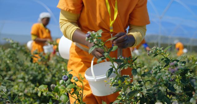 Workers in orange attire are harvesting blueberries on a sunny farm day, with copy space. The image captures the agricultural process and the labor involved in gathering fresh produce.