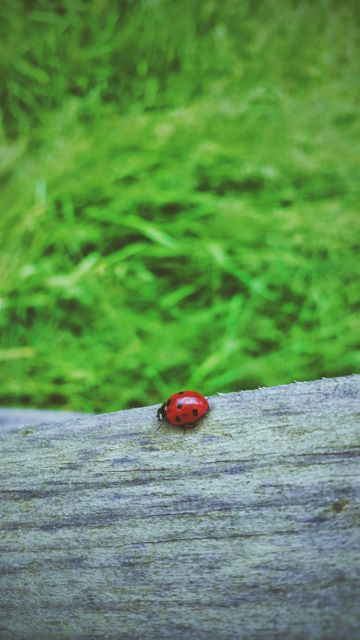 Vivid close-up of a ladybug crawling on a wooden fence with a lush green grass background. Suitable for nature-themed designs, gardening blogs, environmental awareness campaigns, educational materials, and children's books.
