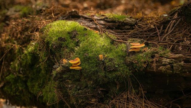 Mossy fallen log hosting orange bracket fungi and leaf litter in peaceful forest macro