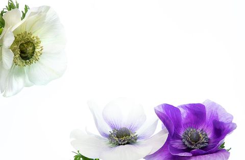 Bright white and purple anemone flowers on white background