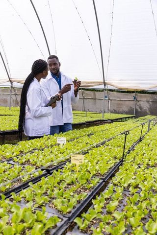 Scientists conducting research on lettuce cultivation in greenhouse