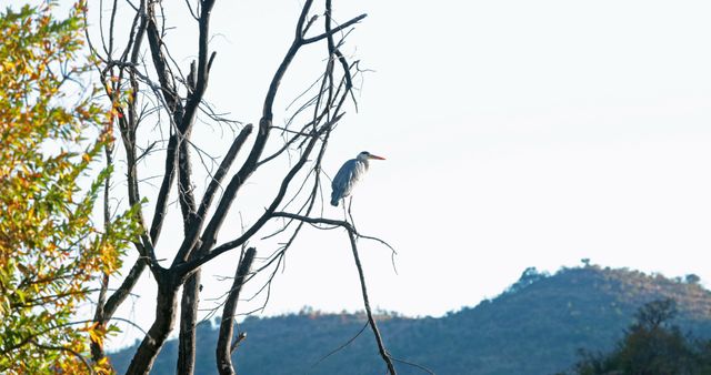 Heron perched on a bare tree branch with a mountainous landscape in the background. Ideal image for themes related to wildlife, nature conservation, peaceful scenery, environmental projects, and outdoor activities.
