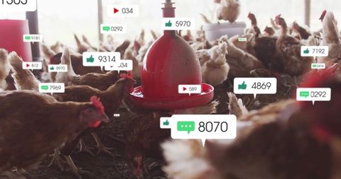 Poultry barn hens with social media interface overlay symbolism