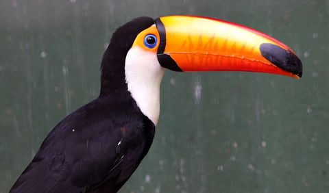 Close-up of toco toucan with vibrant beak