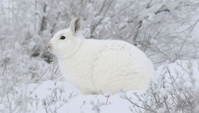 Arctic hare nestling in snowy meadow with frost-coated shrubs and soft winter fur closeup