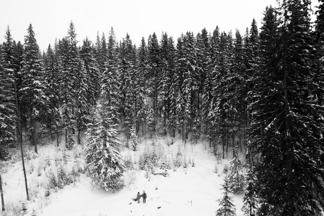 Snow Covered Forest with Lone Traveler and Horse - Download Free Stock Photos Pikwizard.com