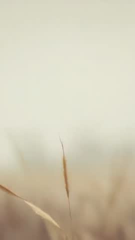 Vertical video swaying dry grass stalks shifting focus across golden meadow