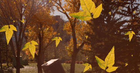 Golden Autumn Leaves Floating in Sunlit Park Landscape