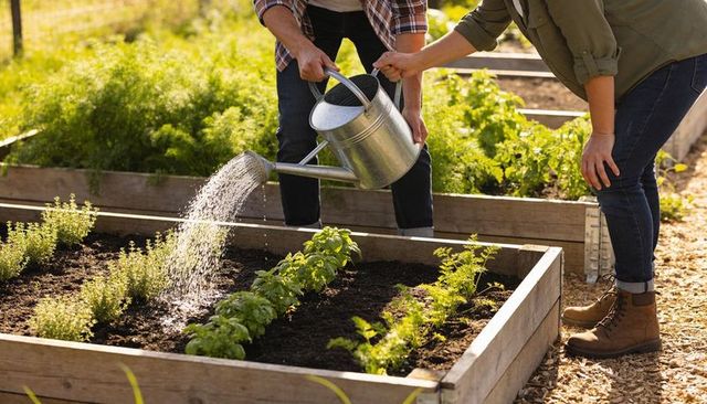 Couple watering raised herb and vegetable beds with galvanized watering can in sunny garden