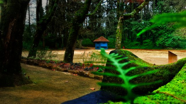 Serene Forest Path with Moss-covered Trees and Blue Cottage - Download Free Stock Images Pikwizard.com