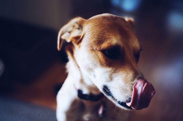 Dog is playfully licking its nose with its tongue out, showing a lively and curious expression. Ideal for use in pet care, veterinary services, pet products, dog training, and animal behavior content, providing a heartwarming and joyful visual.