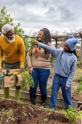 African american family harvesting carrots in raised-bed garden carrying wooden crate