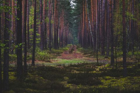 Serene Pine Forest Path at Dusk
