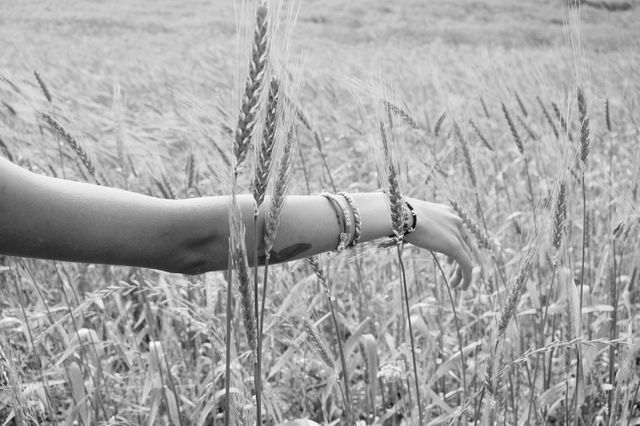 This photo shows a hand touching wheat stalks in a field, using a black and white effect. Helpful for concepts of nature, serenity, peace, and agriculture. Suitable for website backgrounds, environmental campaigns, or advertisements promoting rural lifestyles and nature conservation.