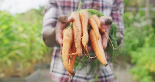 Midsection of african american man holding bunch of fresh carrots in garden. Gardening, organic food, healthy eating, hobbies and nature.
