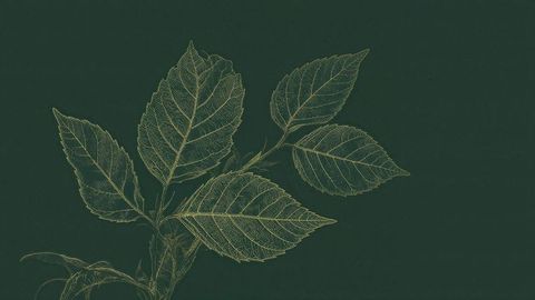 Gold outlines elegantly highlight each vein and edge against a rich dark green background, creating a sense of depth and texture. Ideal for print and digital media, such as posters and website backgrounds, where an organic and chic design aesthetic is desired. The subdued color scheme, combined with the meticulous line work, positions it well as a piece for home decor, office spaces, or to complement eco-friendly brands.