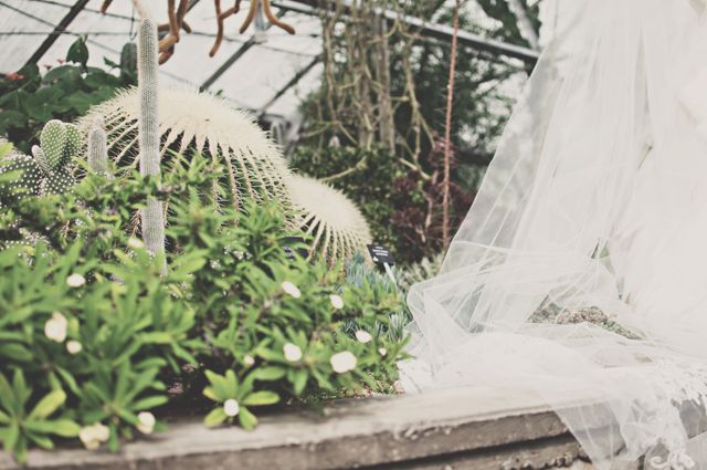 Scene featuring a lush greenhouse garden filled with various cacti and succulents. A wedding veil drapes gracefully over the plants, adding a rustic and romantic touch to the garden setting. Perfect for themes of weddings, nature, botanical interests, and rustic celebrations.