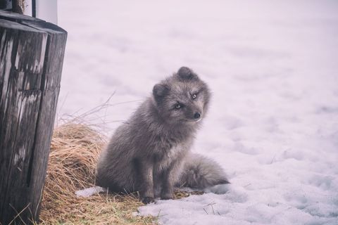 Cute arctic fox sitting on snow in winter wonderland