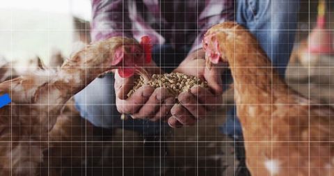 Farm Worker Feeding Hens Pellet Feed Inside Chicken Coop