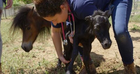 Gentle Care for Newborn Foal on Sunny Farm Day